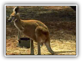 Rolf Harris - Tie Me Kangaroo Down Sport (LYRICS + FULL SONG)